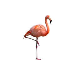 Fototapeta premium Flamingo Standing Gracefully on One Leg Isolated