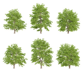 Realistic 3d trees illustration of tilia amurensis on transparent background