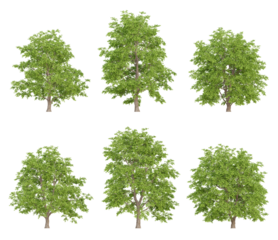 Realistic 3d trees illustration of tilia amurensis on transparent background