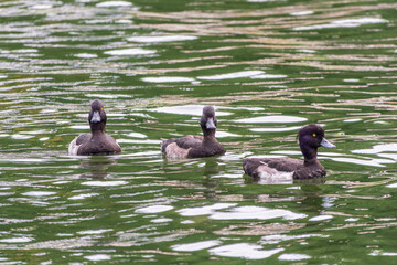 Male tufted duck, Aythya fuligula, swim in the pond
