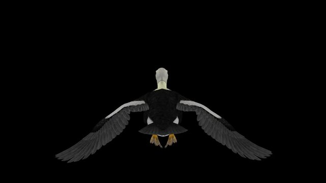 King Eider Duck - Colorful Northern Waterfowl Bird - Flying Loop - Aerial Back Close Up View - Alpha Channel - Realistic 3D animation isolated on transparent background