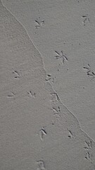 bird track on the sand