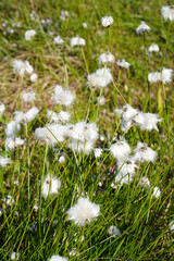 志賀高原　ワタスゲが咲く田ノ原湿原