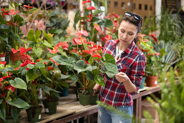 Adult woman buyer chooses anthurium in pot in flower shop