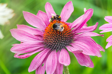 A closeup shot of a bee collecting pollen on a purple echinacea flower