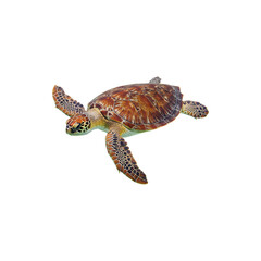 Fototapeta premium Sea turtle swimming isolated on white background for marine life and nature conservation themes
