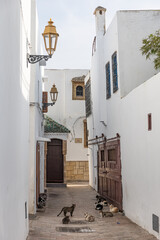 White alleyway, cats resting,  and ornate details.