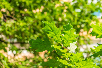 Green oak leaves background. Plant and botany nature texture. green oak leaves in woods
