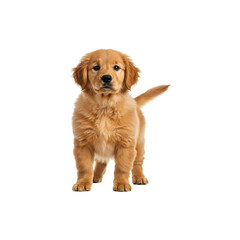 Golden retriever puppy standing playfully, isolated on bright white background