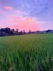 Obraz premium sunset over field