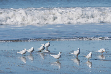 Gaviotas en la costa del mar