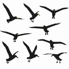 Albatross soaring silhouettes set wildlife