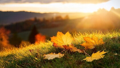 beautiful fallen maple leaves on green grass on a low hill n late summer n early autumn evening background photo before sunset