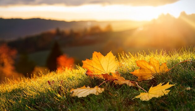 beautiful fallen maple leaves on green grass on a low hill n late summer n early autumn evening background photo before sunset