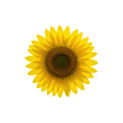 A single sunflower in full bloom centered on white