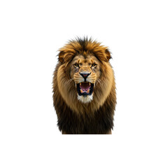 Fototapeta premium A roaring lion with mouth open showing teeth up close