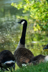 Ganz vorm See
