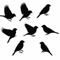 Sparrow silhouettes set bird flying perching