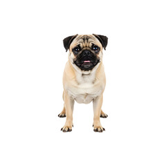 Pug dog standing and smiling with a playful expression, centered on white background