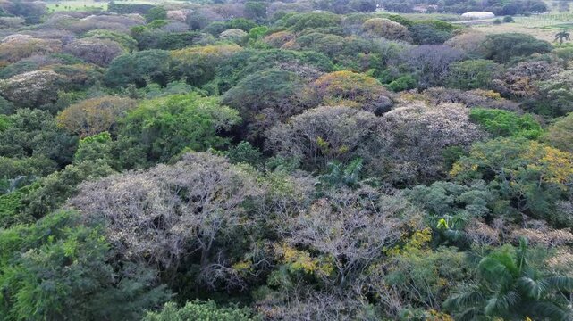 Aerial View of Tropical Dry Forest, Semi-Deciduous Forest from Above, Drone Shot Over Tropical Woodland, Dry Season Forest in South America. High quality 4k footage