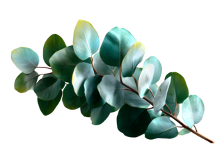 Set of eucalyptus leaves with soft green and silvery tones, arranged diagonally as a minimal botanical element on white background, isolated to transparent background