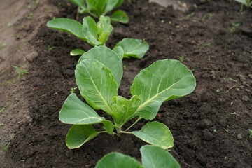 Seedlings of young white cabbage planted on the ground in a garden bed as a concept for growing organic food on your own