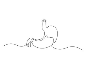 Human stomach organ outline drawing illustration. one continuous line drawing of stomach.