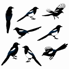 Obraz premium Magpie silhouettes in various poses on white