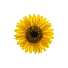 A bright yellow sunflower with seeds visible in the center and symmetrical petals