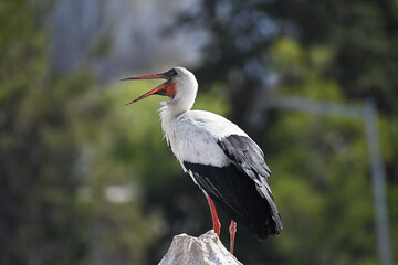 White stork standing on top of a bell tower