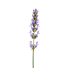 Obraz premium Single lavender stem with purple blossoms, elegant and calming