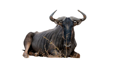 Wildebeest Kruger National Park