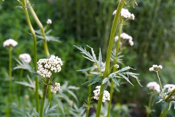 White flowers of valerian officinalis on a plant among green leaves in a medicinal garden in summer as a concept of growing medicinal herbs on your own