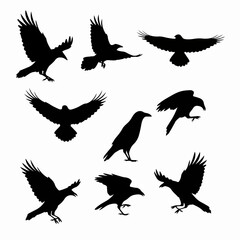 Naklejka premium Crow silhouette set bird wildlife raven black