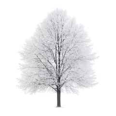 Obraz premium European Hornbeam (Carpinus betulus) tree on transparent background