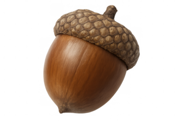 Ripe acorn perched under textured cap, standing isolated against transparent backdrop