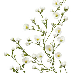 Obraz premium Delicate White Flowers on Dark Background with Green Stems and Leaves
