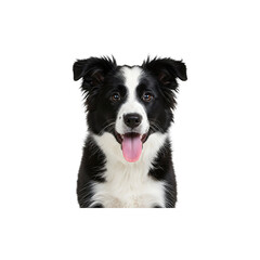 Fototapeta premium Happy black and white border collie dog sitting with tongue out