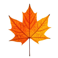 Fototapeta premium Autumn maple leaves in shades of orange, yellow, and red grouped