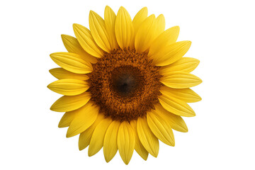 Fototapeta premium Vibrant sunflower blooming, bright yellow petals spreading, dark center visible against transparent backdrop