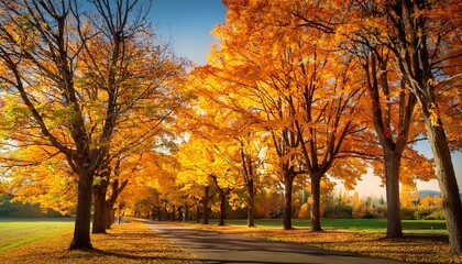 Fototapeta premium yellow maple trees in autumn