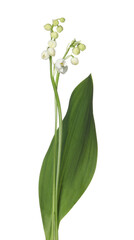 Beautiful fragrant lily-of-the-valley flowers isolated on white