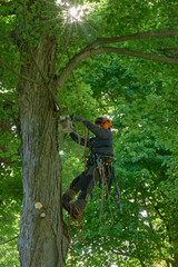 Tree Climber with Safety Gear Working in Summer Canopy
