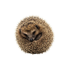 Obraz premium Adorable Sleeping Hedgehog Curled Up into a Ball on White Background