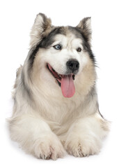 Beautiful Alaskan malamute dog on white background
