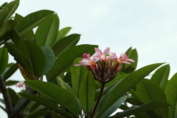 Beautiful plumeria flowers and green leaves outdoors, closeup
