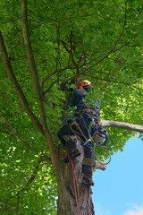 Tree Climber with Safety Gear Working in Summer Canopy
