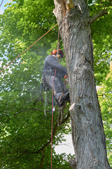 Tree Climber with Safety Gear Working in Summer Canopy
