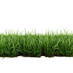 Fototapeta premium Lush Green Grass Field Border Under Bright Clear Sky