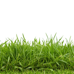 Fototapeta premium Lush Green Grass with Fresh Blades Against a Black Background
